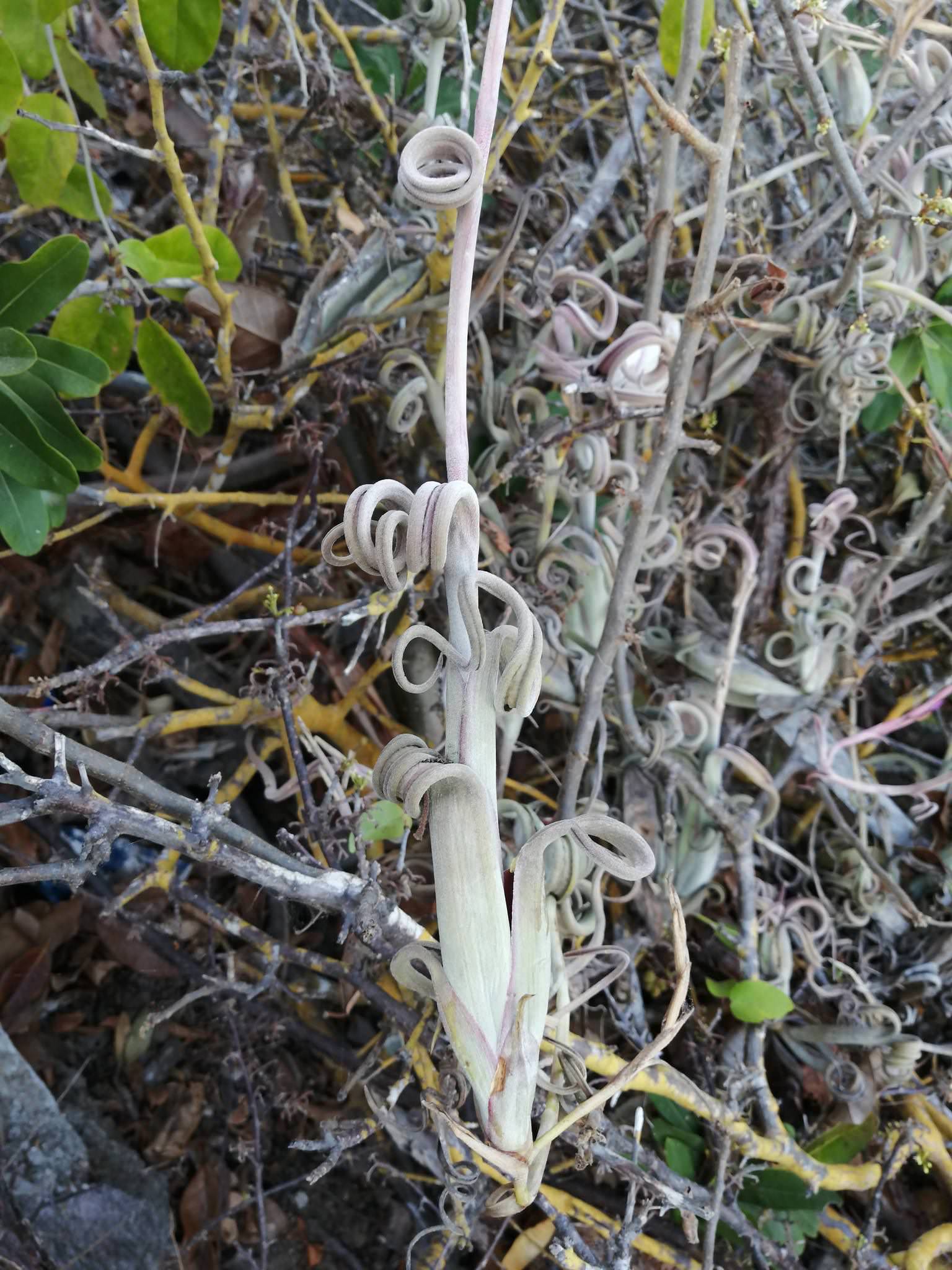 Tillandsia intermedia